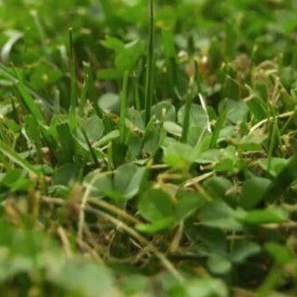 Microclover Roots Micro Clover Seeds | Trifolium repens | Eco-Friendly Lawn Alternative ...