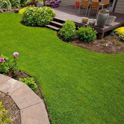 5000 Micro Clover Seeds - Seed World