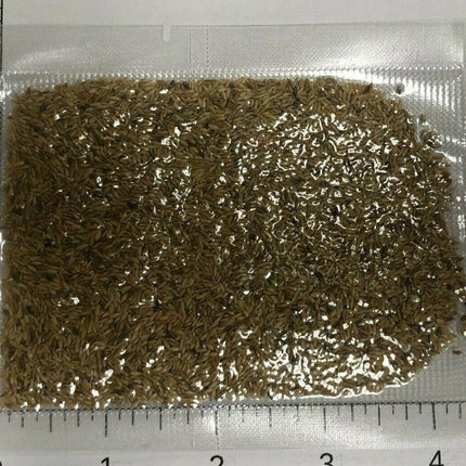 5000 Zenith Zoysia Grass Seeds—Starter Kit Small Pack - Seed World