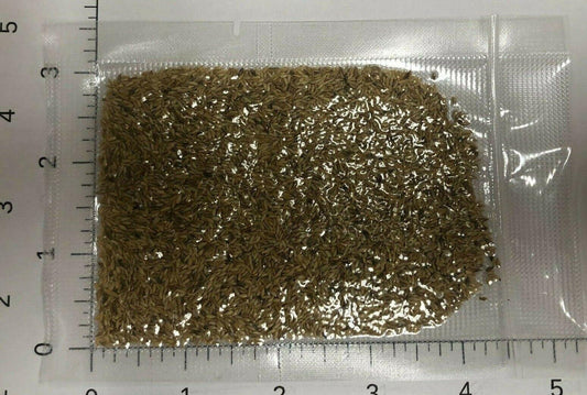 5000 Zenith Zoysia Grass Seeds—Starter Kit Small Pack - Seed World