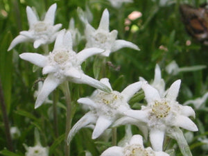 500 Edelweiss - Leontopodium Alpinum Seeds