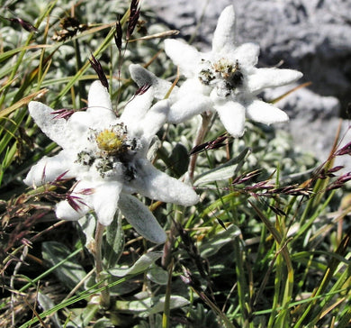 500 Edelweiss - Leontopodium Alpinum Seeds
