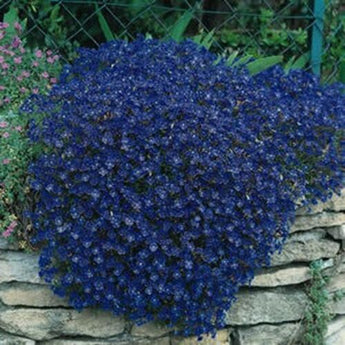 50 Blue Rock Cress - Aubrieta Seeds