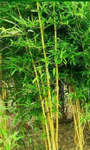 50 Golden Bamboo Seeds