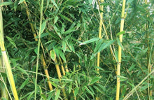 50 Golden Bamboo Seeds