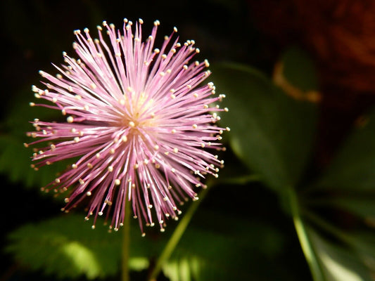 50 Mimosa Pudica - Sensitive Plant Seeds