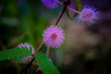 50 Mimosa Pudica - Sensitive Plant Seeds