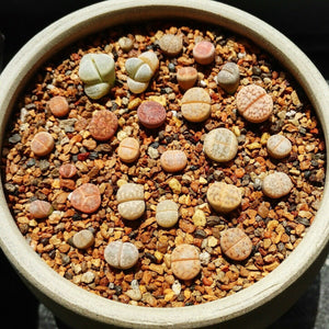 50 Living Stones Succulent Lithops Seeds - Mix