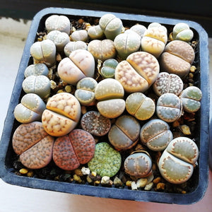 50 Living Stones Succulent Lithops Seeds - Mix