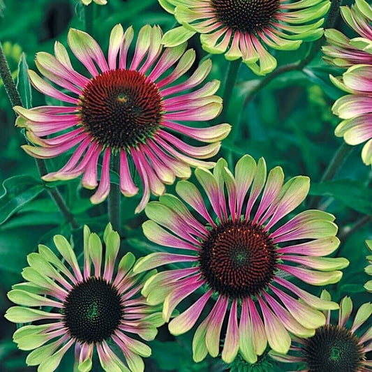 50 Green Twist Coneflower Seeds