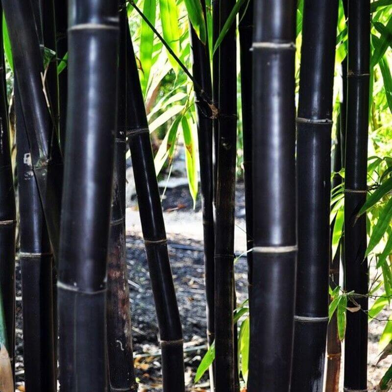 50 Timor Black Bamboo Seeds
