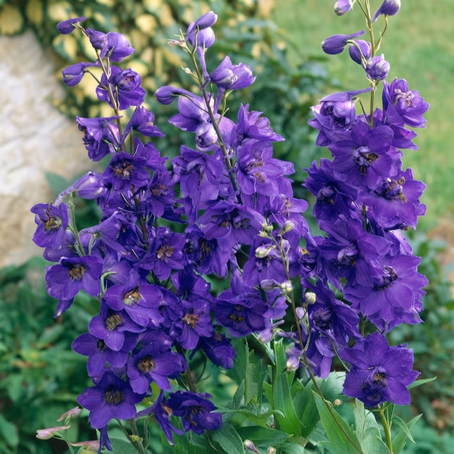 50 Black Knight Delphinium Seeds – Deep Purple Blue Tall Perennial Flowers for Cottage Gardens, Borders and Cut Flower Gardens. Seed World