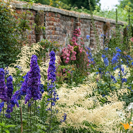 50 Black Knight Delphinium Seeds – Pacific Giant Blue Flower