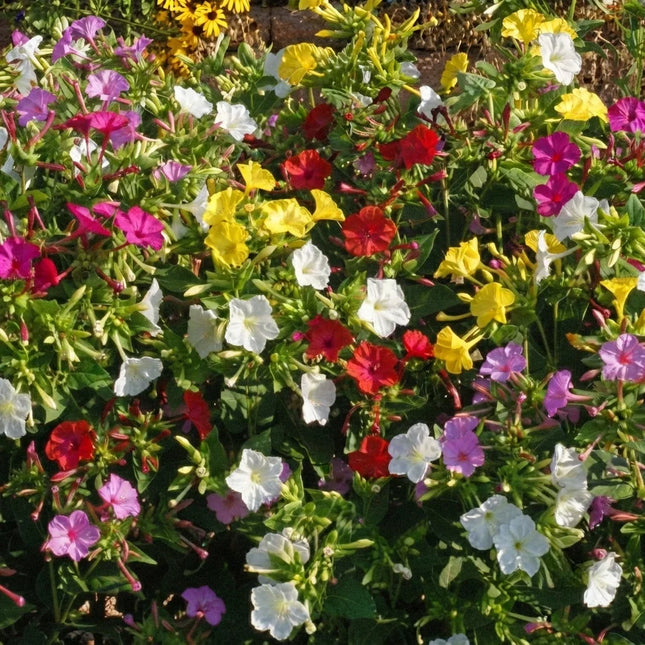 50 Four O'Clock Seeds – Marvel of Peru Formula Mix