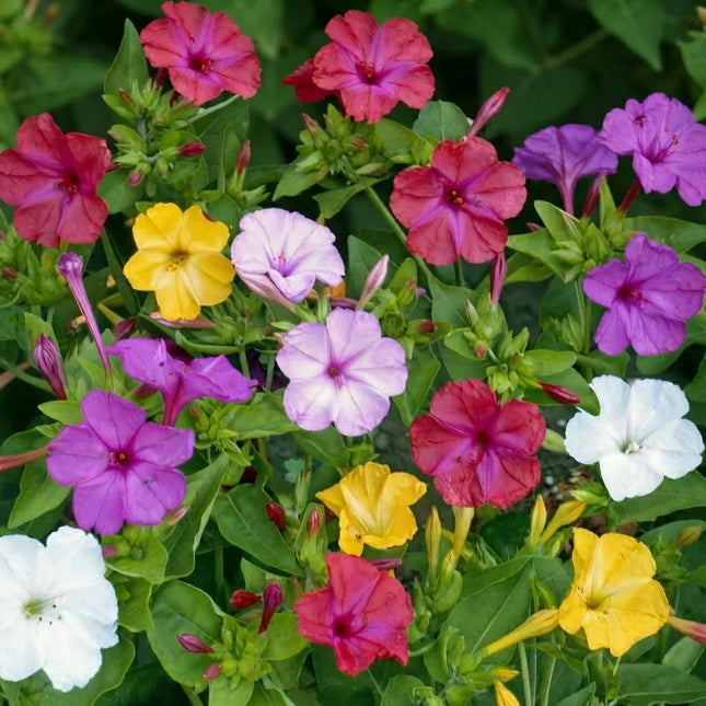 Four O'Clock (Marvel of Peru) Formula Mix with colorful blooms, perfect for cottage gardens, borders, and pollinator-friendly landscapes. Seed World
