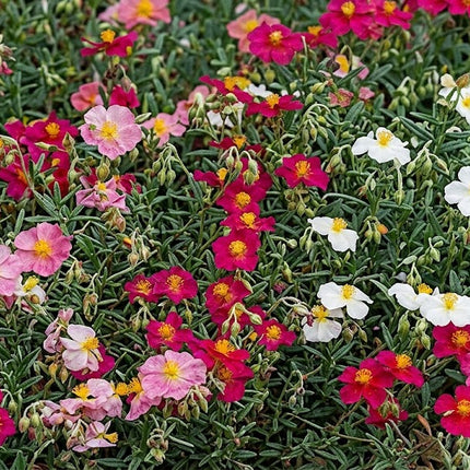 A dense patch of portugal rose plants in full bloom, featuring pink, red, and white flowers with yellow centers amidst green foliage.