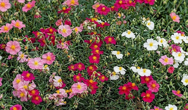 A dense patch of portugal rose plants in full bloom, featuring pink, red, and white flowers with yellow centers amidst green foliage.