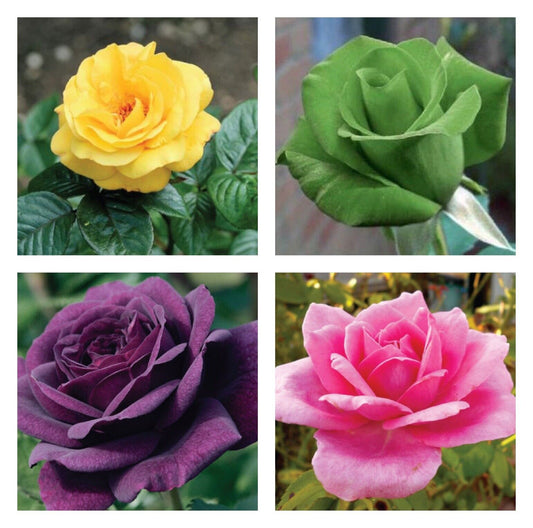 5 Rose Seeds - Mix