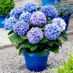 Lavender Blue Hydrangea Seeds