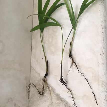 6 Areca Palm 8” Seedling - Live Rooted Plant Tropical - Seed World