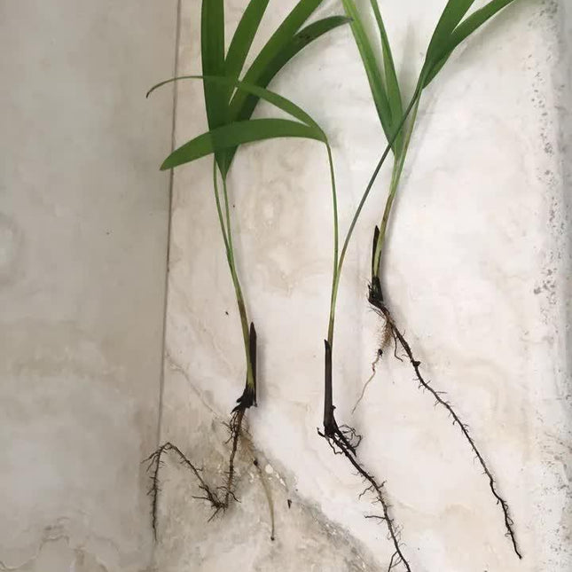 Areca Palm – 6 Live Seedlings, 8 in – product image 2