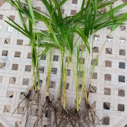 6 Areca Palm 8” Seedling - Live Rooted Plant Tropical - Seed World