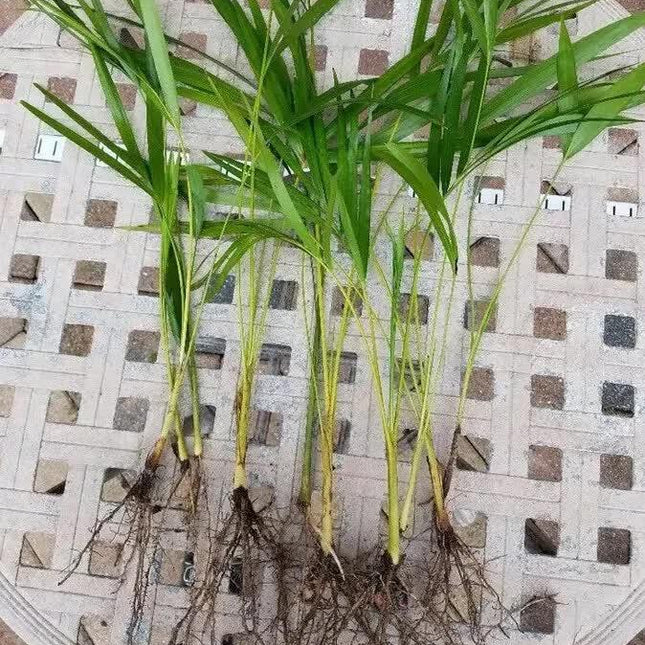 6 Areca Palm 8” Seedling - Live Rooted Plant Tropical - Seed World