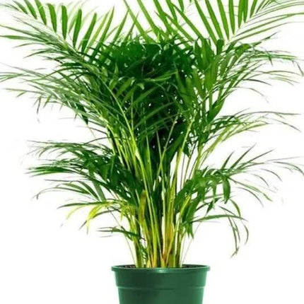 6 Areca Palm 8” Seedling - Live Rooted Plant Tropical - Seed World