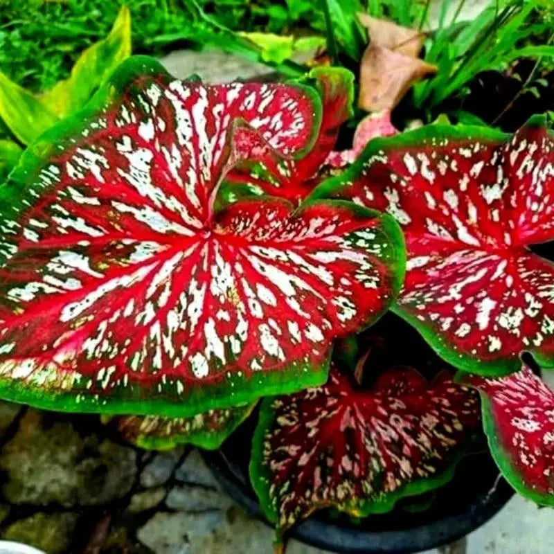 6 Carolyn Whorton Caladium Bulbs - Seed World