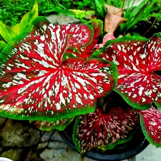 6 Carolyn Whorton Caladium Bulbs - Seed World