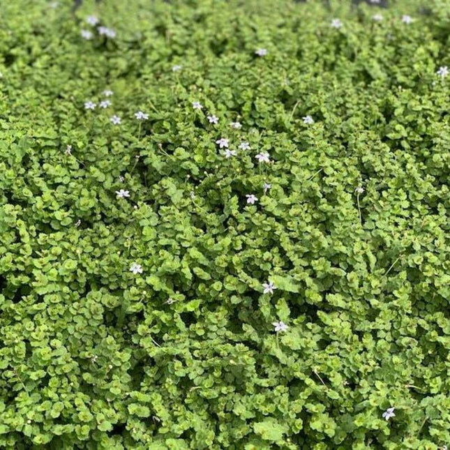 6 Isotoma Blue Star Creeper – 2” Live Groundcover Plant - Seed World