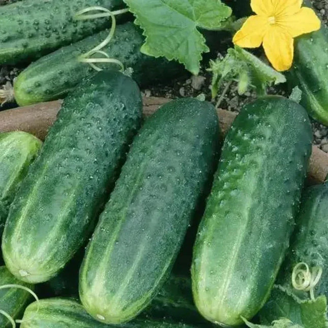 Green cucumbers with water droplets on a natural background