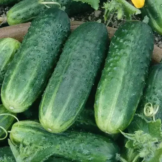 Green cucumbers with water droplets on a garden bed
