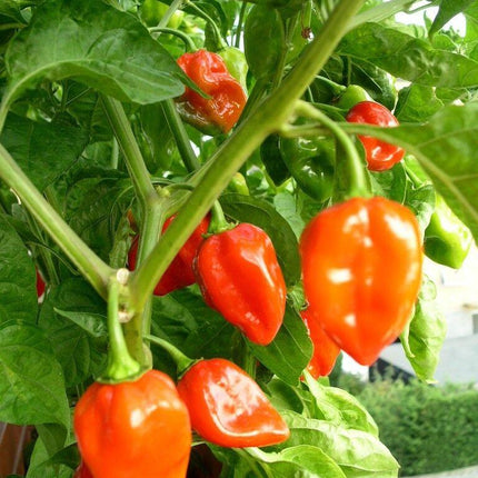 60 Habanero Pepper Seeds - Seed World