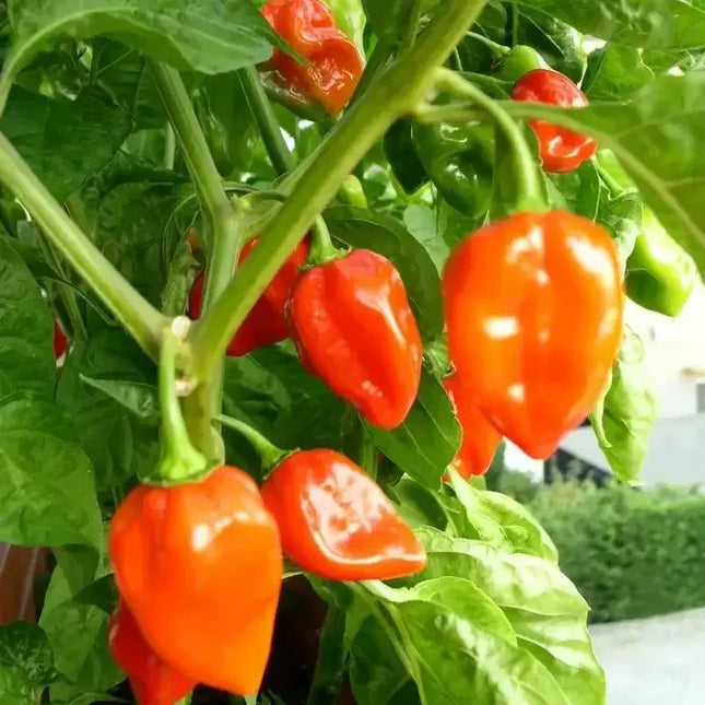 60 Habanero Pepper Seeds - Seed World