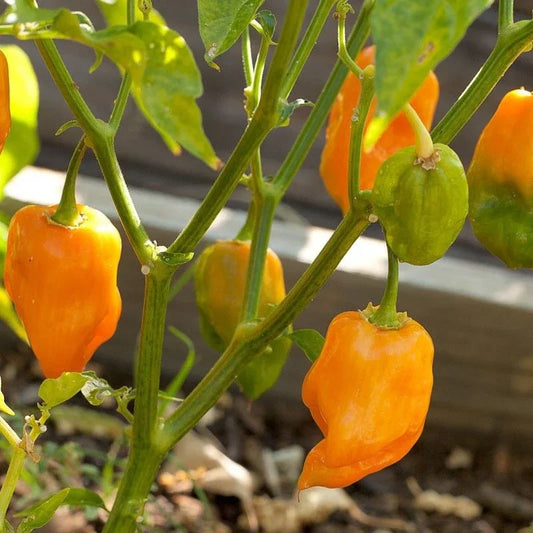 60 Habanero Pepper Seeds - Seed World