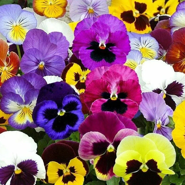 60 Pansy Swiss Giants Seeds – Mixed Colors - Seed World