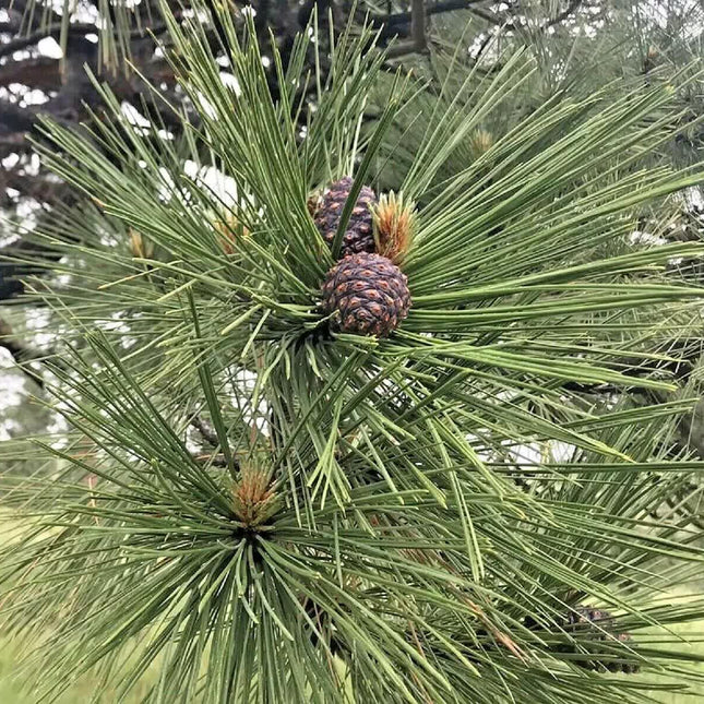 60 Ponderosa Pine - Pinus Ponderosa Seeds - Seed World