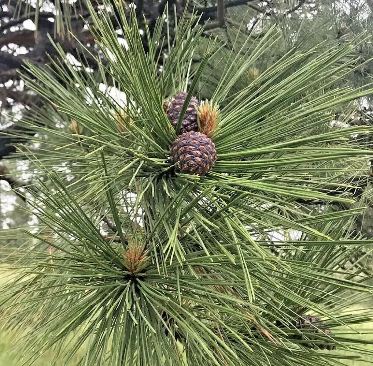 60 Ponderosa Pine - Pinus Ponderosa Seeds - Seed World