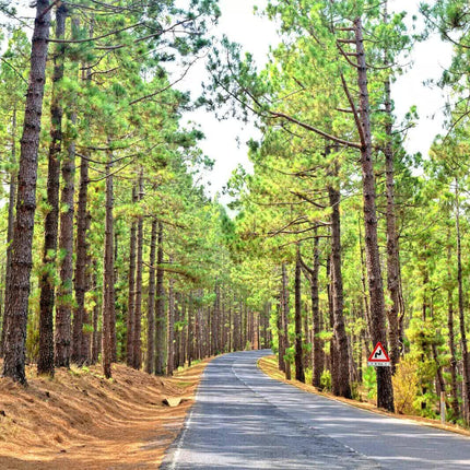 60 Ponderosa Pine - Pinus Ponderosa Seeds - Seed World