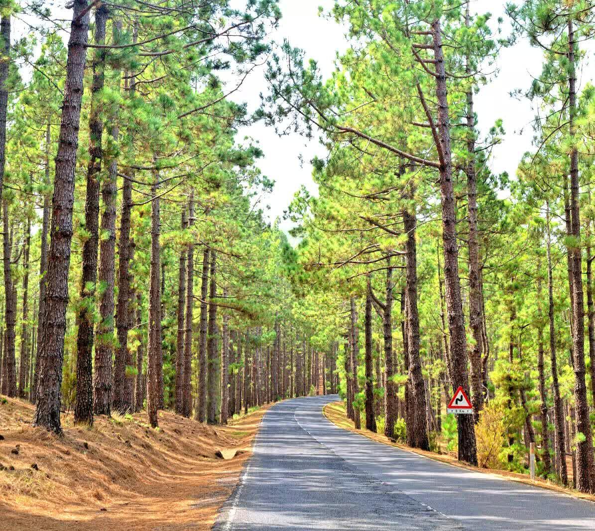 60 Ponderosa Pine - Pinus Ponderosa Seeds - Seed World