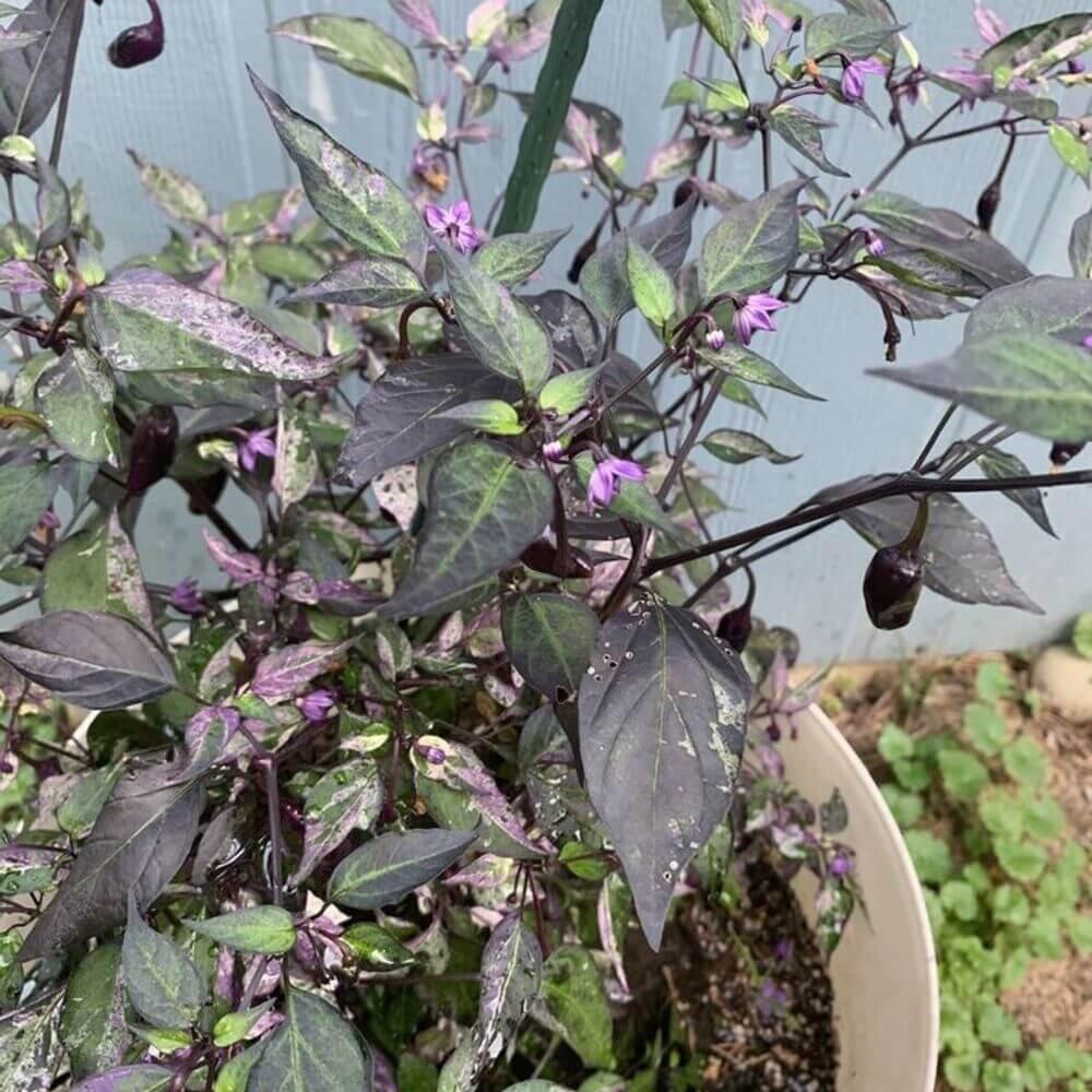 60 Purple Tiger Pepper Seeds - Seed World
