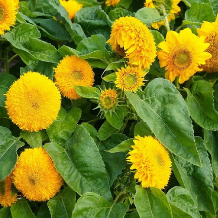 60 Teddy Bear Sunflower Seeds - Seed World