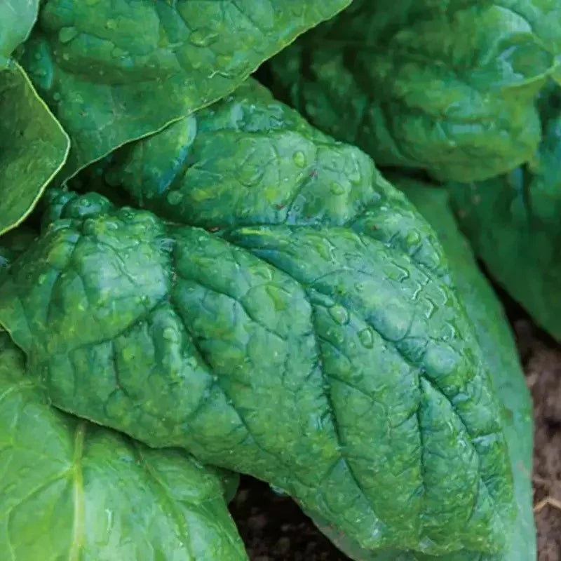 600 Giant Noble Spinach Seeds - Seed World