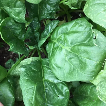 600 Giant Noble Spinach Seeds - Seed World