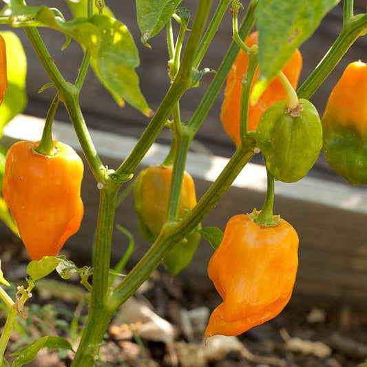 60 Habanero Pepper Seeds