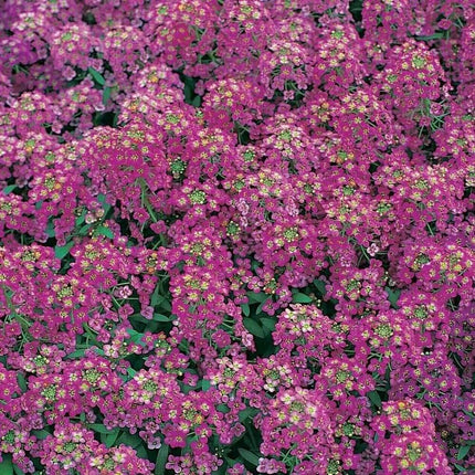 675 Alyssum - Royal Carpet Purple Flower Seeds - Seed World