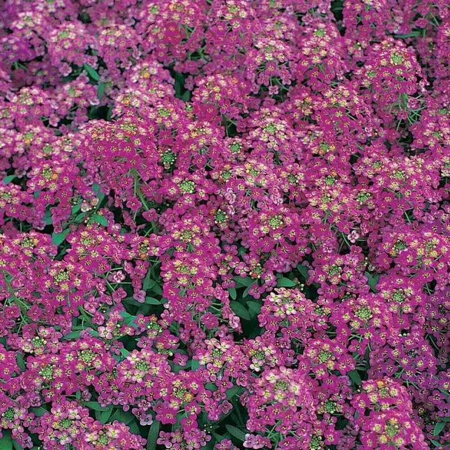 675 Alyssum - Royal Carpet Purple Flower Seeds - Seed World
