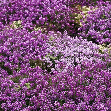 675 Alyssum - Royal Carpet Purple Flower Seeds - Seed World