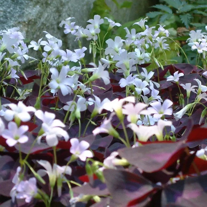 7 Oxalis Triangularis Bulbs – Purple Shamrock - Seed World